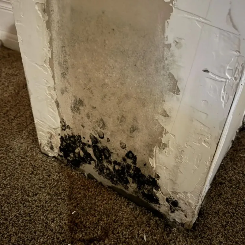 Professional Mold Removal in Saline County, AR